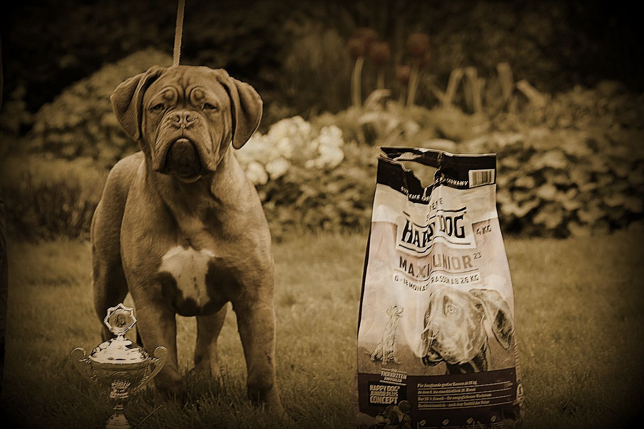 Oprahjongehondendag2012 (2)