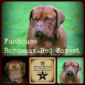 funhousebordeauxredforest