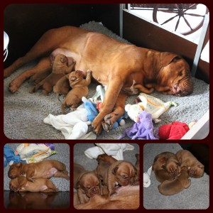 funhousechichinpuppies